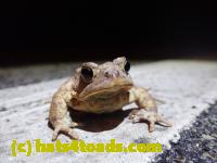 /home//u458753944/public_html/sourcegallery///Roxborough Toad Detour/2022/2022-03-07/P3070841.JPG
